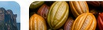 Cacao